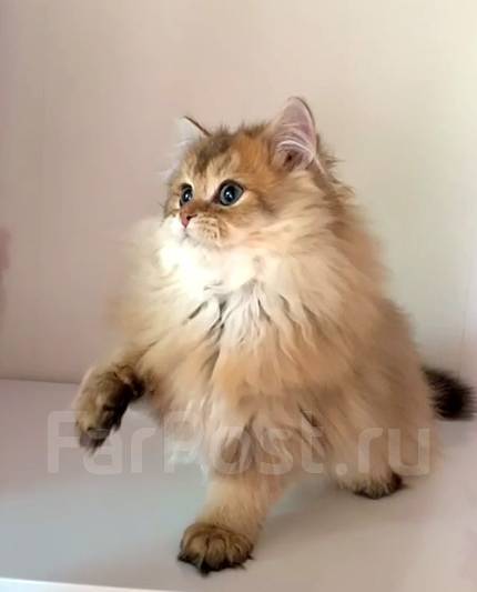 Британский длинношерстный котенок, в наличии во Владивостоке