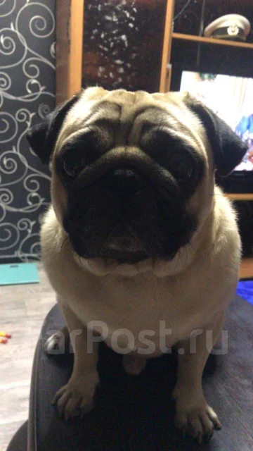����. ����
