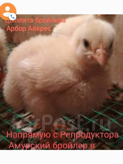 ����. ��� ����� �� ������� ����