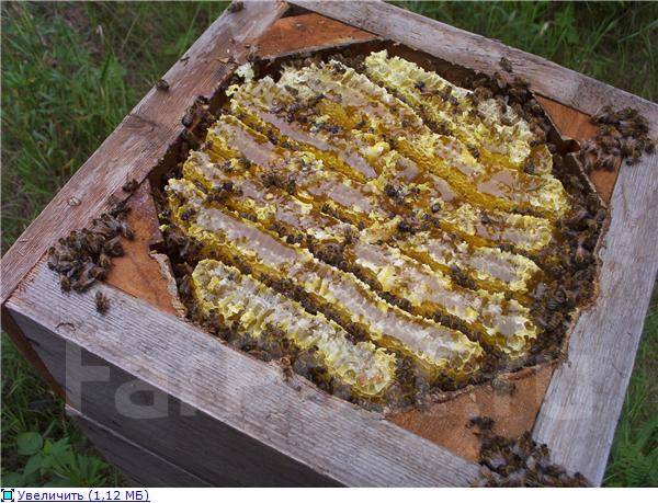 Купить улей для пчел в Беларуси