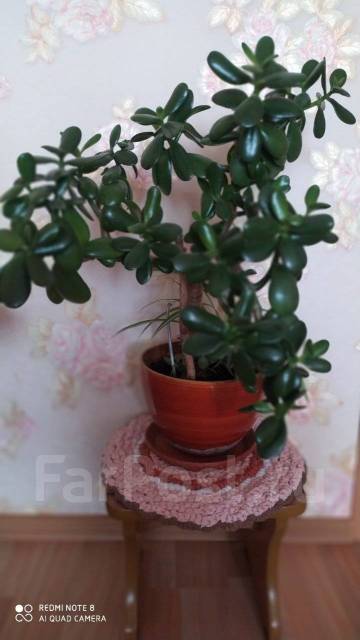 Цветок домашний "Денежное дерево"- Толстянка - Растения во Владивостоке