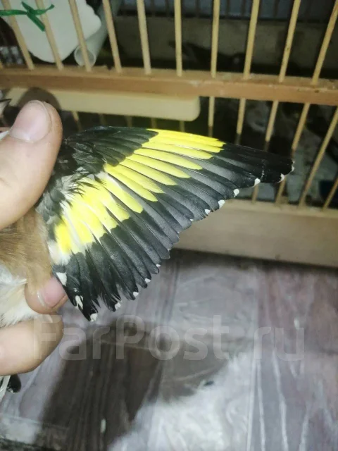 �����. ����