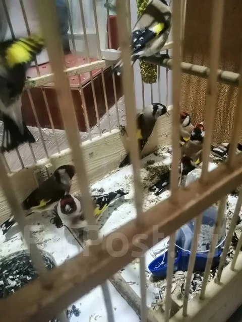 �����. ����