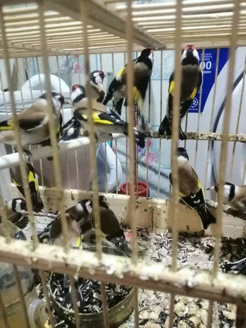 �����. ����