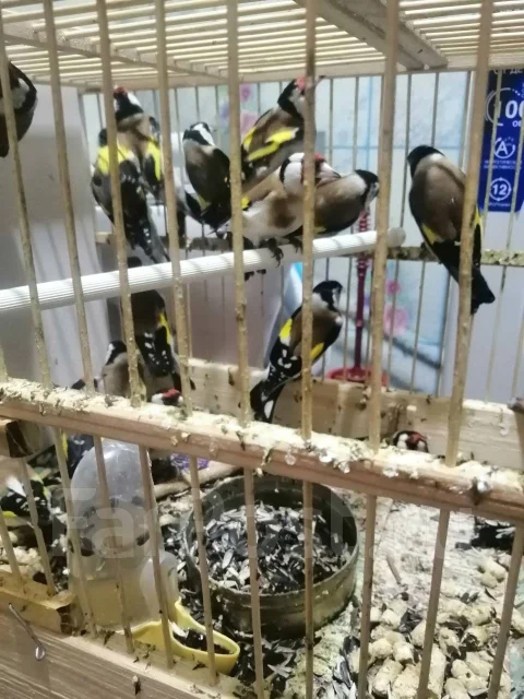 �����. ����