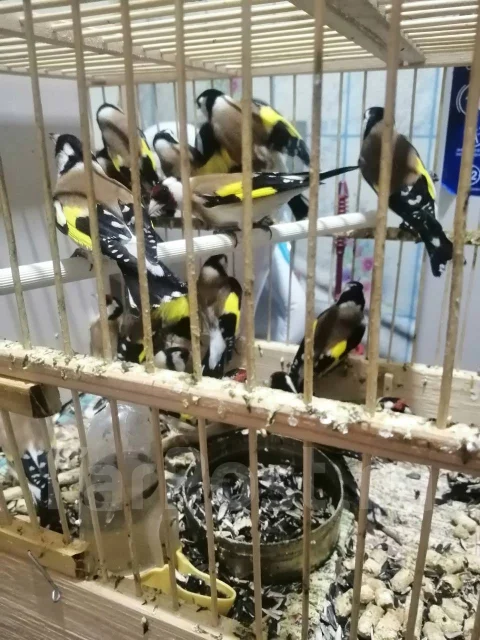 �����. ����