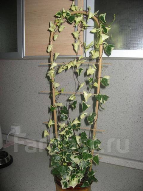 Крестовник крупноязычковый уход в домашних условиях фото Крестовник крупноязычковый Senecio macroglossus, в наличии. Цена: 500 ₽ во Влади