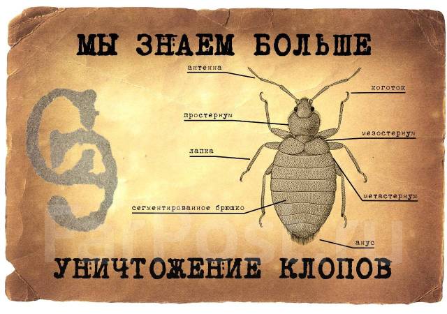 Санитарный Эксперт! Уничтожение постельных клопов и других вредителей ...