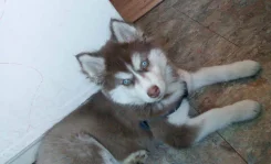 �����. ����