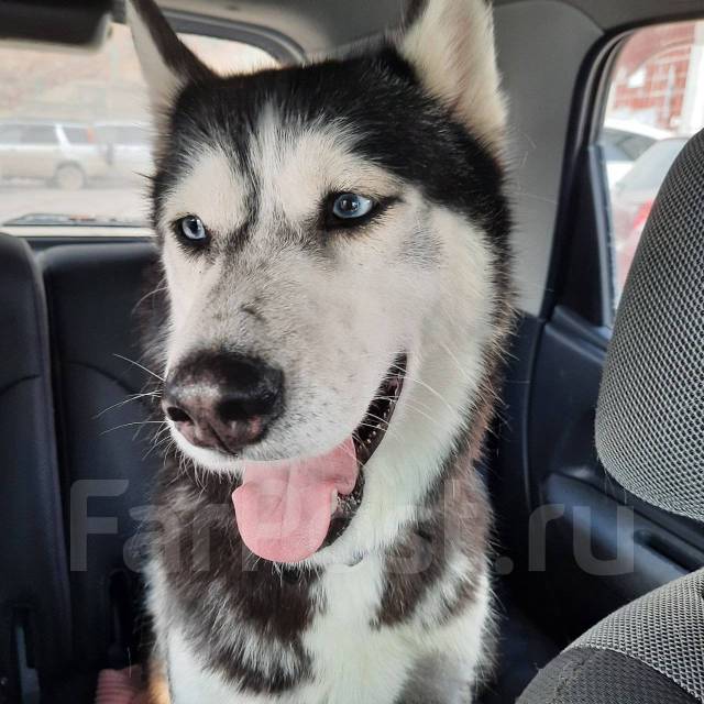 Найдена собака, хаски во Владивостоке