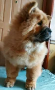 ���-���. ����
