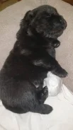���-���. ����