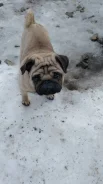 ����. ����