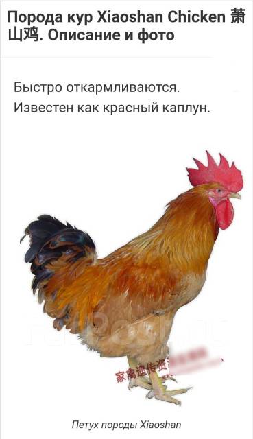 Куры Сяошань: описание породы, характеристики, содержание, разведение и отзывы