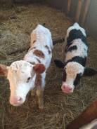 �������� �� ���������. �� �������� �.�. �.���������� ����