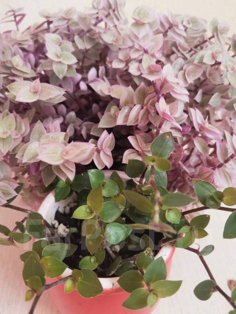 Каллизия ползучая (Зелёная) - Растения во Владивостоке