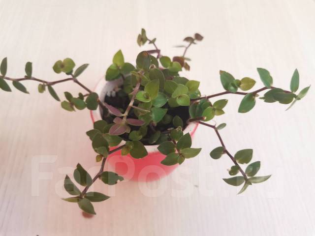 Каллизия ползучая (Зелёная) - Растения во Владивостоке