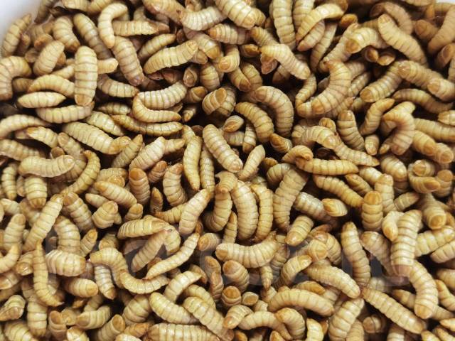 инсектарий для черная львинка. насекомоядные птицы скворец. личинка птицы. личинки мухи черной львинки. воробей ест насекомых.