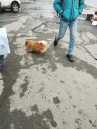 ����. ����