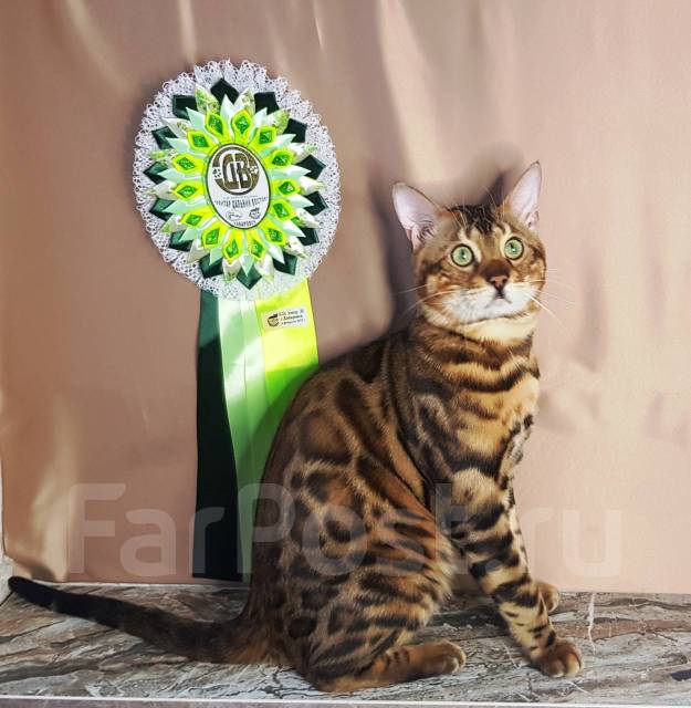 Вязка бенгальский кот в Хабаровске