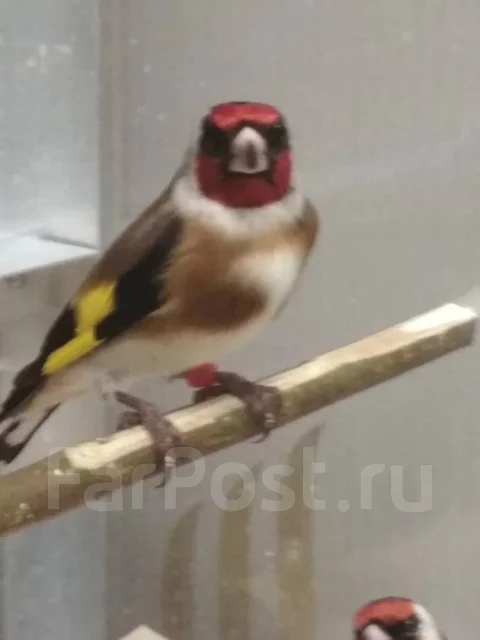 �����. ����