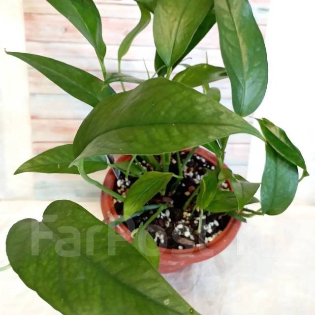 Блю форм. Эпипремнум пиннатум блу. Эпипремнум white panther. Эпипремнум pinnatum. Эпипремнум себу блю.