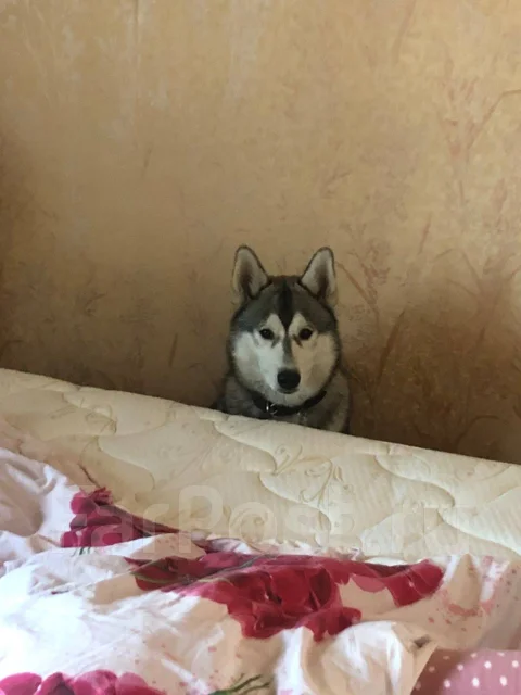 �����. ����
