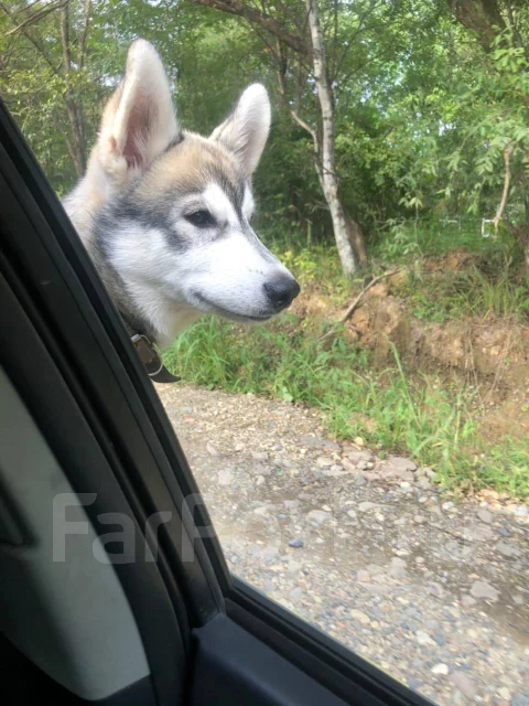 �����. ����