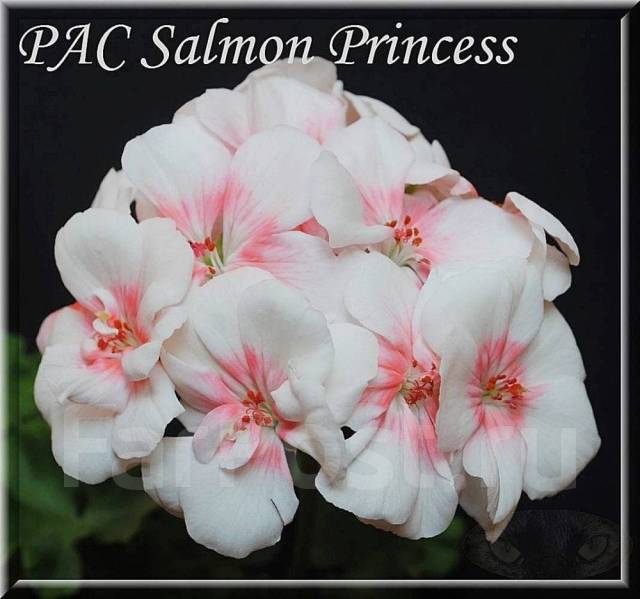 Pac salmon princess пеларгония фото и описание