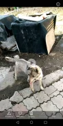 �����. ����