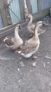 ����. ����
