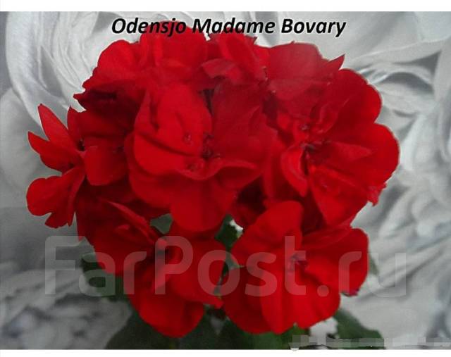 Odensjo madame bovary пеларгония фото