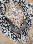 �������� ��������� ������ Toyota Corolla NZE120 2NZFE ����