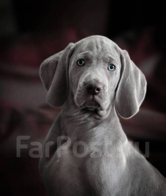 Шикарный щенок веймаранера (веймарской легавой ), в наличии. Цена: 90 ...