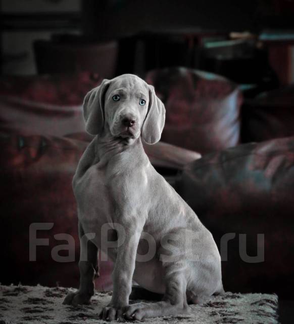 Шикарный щенок веймаранера (веймарской легавой ), в наличии. Цена: 90 ...