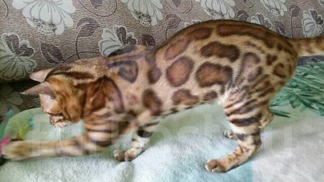 Взрослый бенгальский кот ищет дом, в наличии. Цена: 6 000₽ во Владивостоке