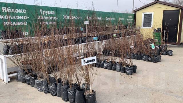 Саженцы Владивосток-Артём, новый, в наличии