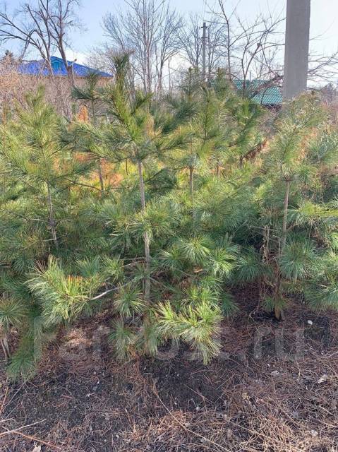 Саженцы кедра - Сад и огород во Владивостоке