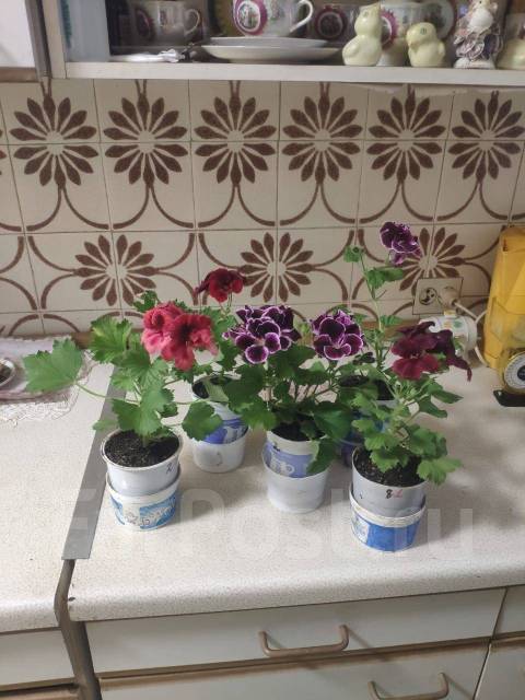 Герань Царская (пеларгония) много расцветок, в наличии. Цена: 400₽ во ...