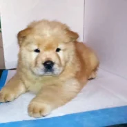 ���-���. ����