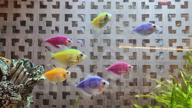 Аквариумные рыбки. Тернеции глофиш (glofish) 4 шт. взрослые ...