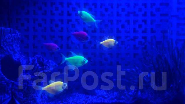 Аквариумные рыбки. Тернеции глофиш (glofish) 4 шт. взрослые ...