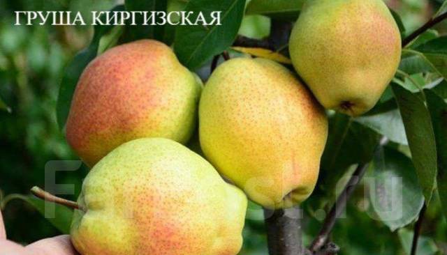 Груша зимняя фото Саженцы груши одни из лучших сортов, новый, в наличии. Цена: 1 200 ₽ во Владивос