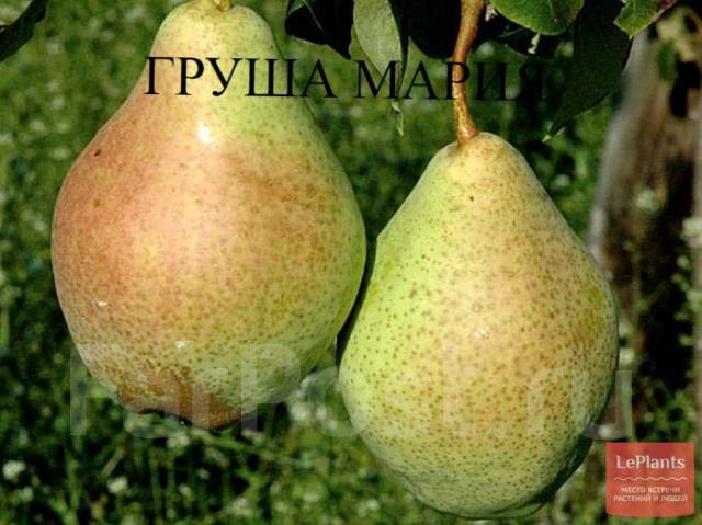 Фото груши сорта мария