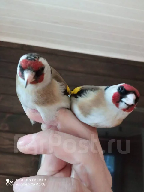 �����. ����