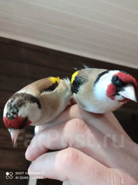 �����. ����