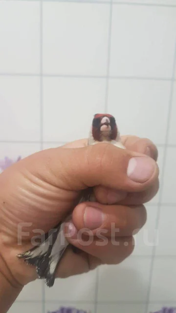 �����. ����