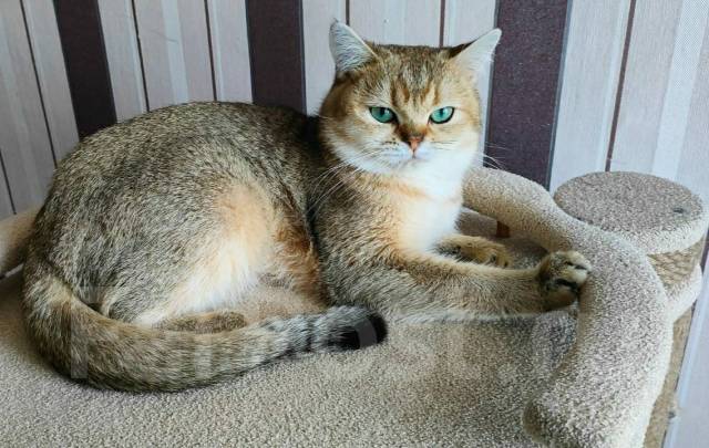 Вязка. Британский кот золотая шиншилла с документами в Большом Камне