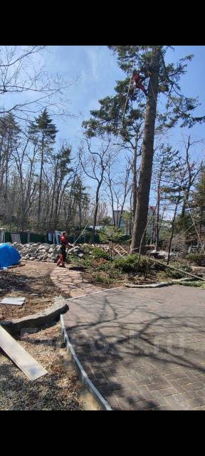 Пилим деревья, Спил деревьев, Санитарная обрезка, Спилить дерево ...