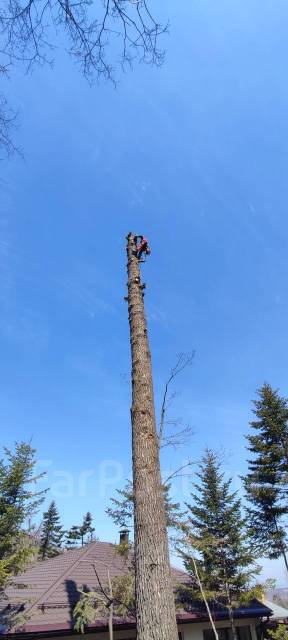 Пилим деревья, Спил деревьев, Санитарная обрезка, Спилить дерево ...